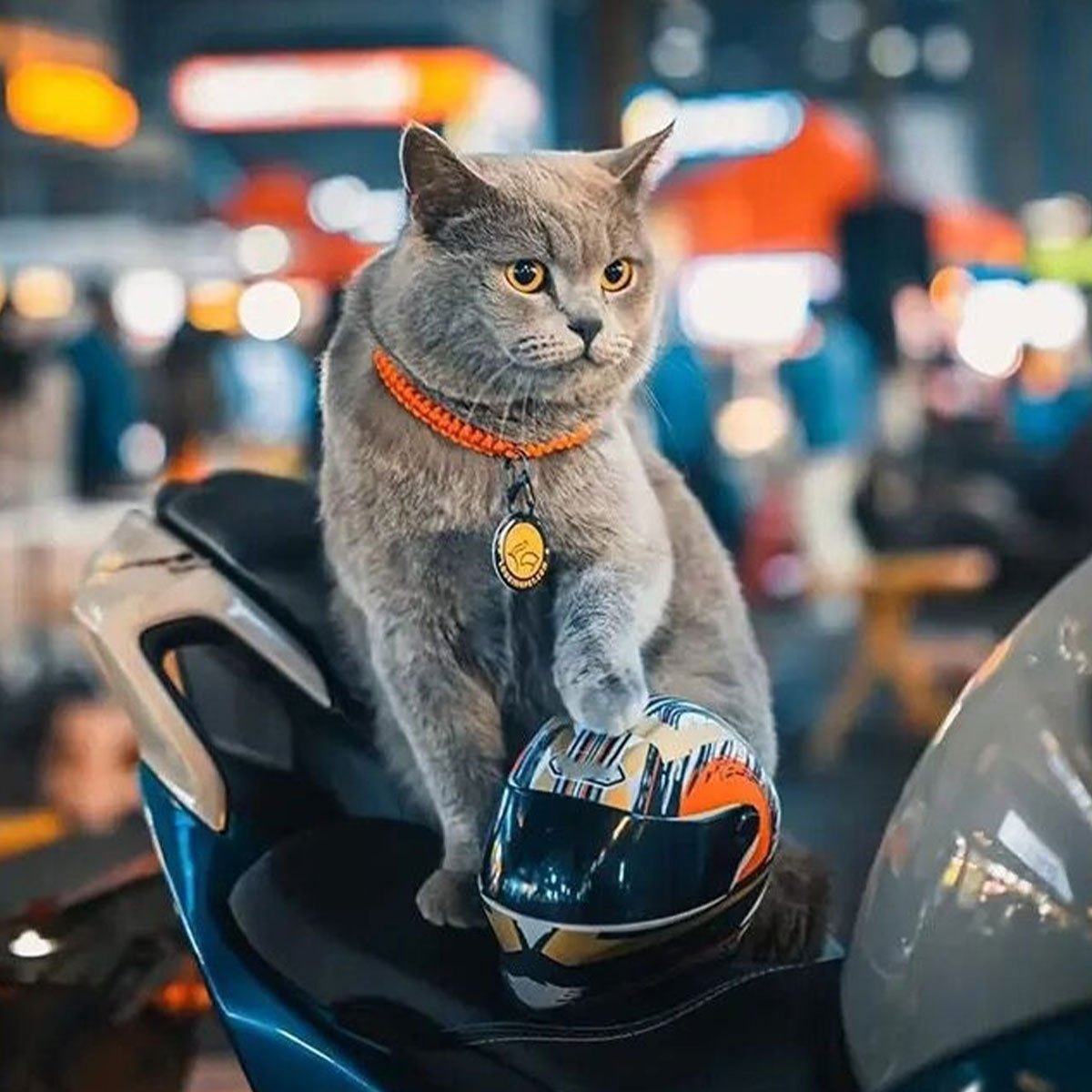 Mini Cat Motorcycle Helmet - Adorable Pet Safety Hat for Cats & Small Dogs